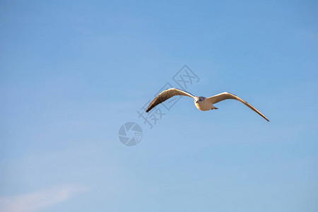 白海鸥在蓝天的衬托下飞行图片