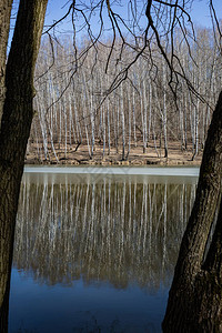 早春有湖的白桦林图片