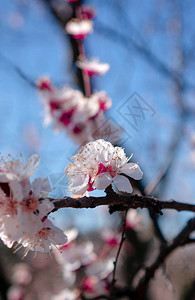 蓝天背景上的春花树花朵的枝叶上有粉红和图片