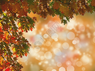 秋天的树叶抽象的秋天自然背景带有复制空间色调和模图片
