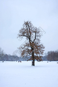 白雪覆盖的公园风景优美树木光秃图片