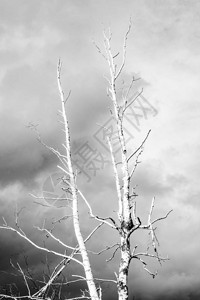 灰云背景下孤独的干树阴沉的背景图片
