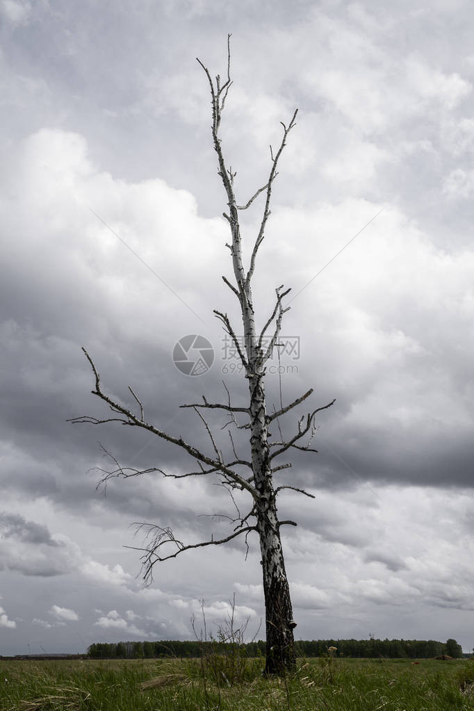 在灰云背景的孤单干枯树上从底看图片