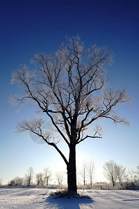 冬天结霜的树图片