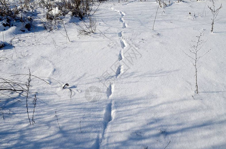 刚落下的蓬松雪地上清晰可见一只小狗在某图片