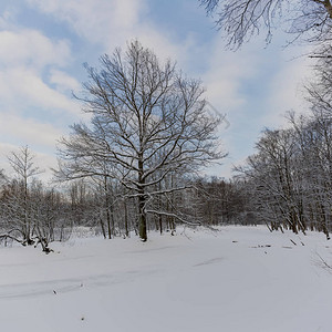 在森林公园的寒冬日落到图片