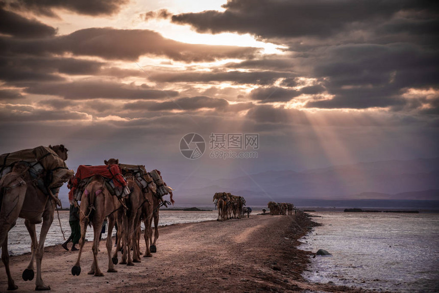 埃塞俄比亚卡鲁姆湖的重盐块收获用骆驼进图片