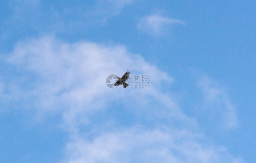 百灵鸟在暴风雨的天空中飞翔图片