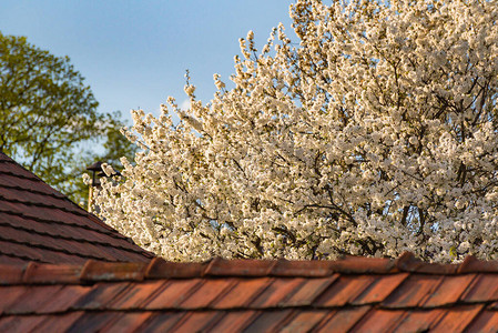 平铺的屋顶和开花的树图片
