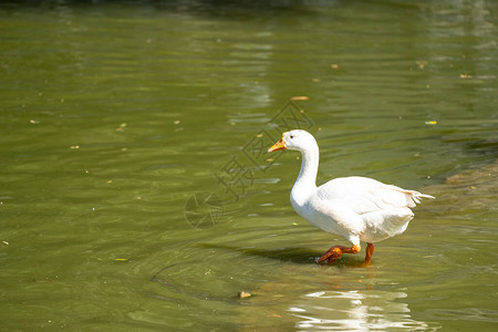 白天鹅在一个池塘里仔细地在水中行图片