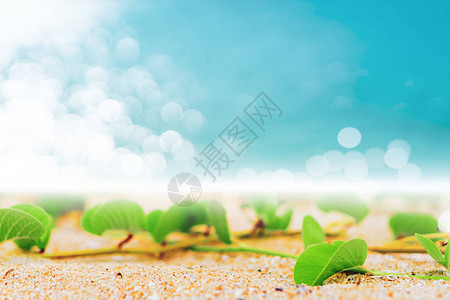 夏季热带自然清洁海滩和白沙滩背景图片