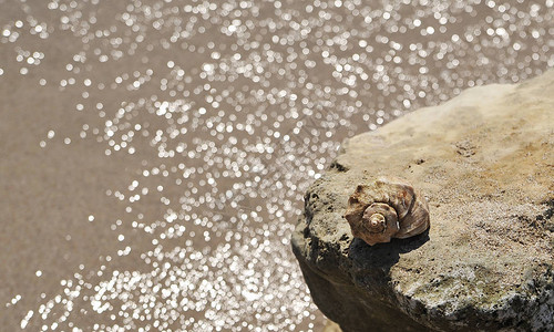 在海滩上的大海中的大贝壳图片