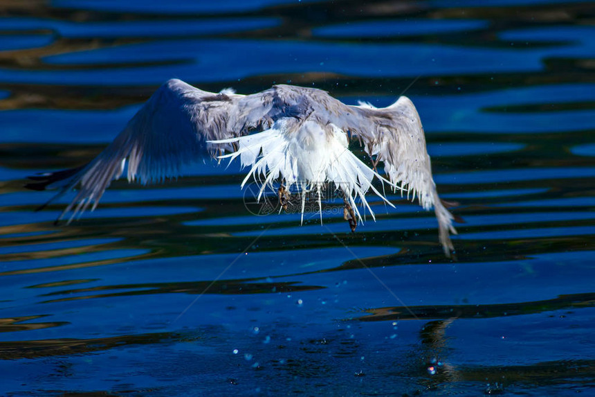 飞行海鸥奥杜因斯海图片
