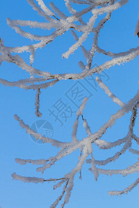 蓝天上结霜的树图片