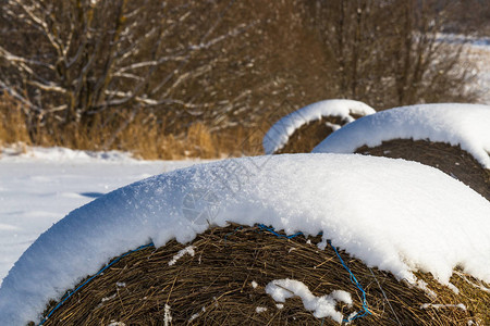 冬天下雪的稻草块图片