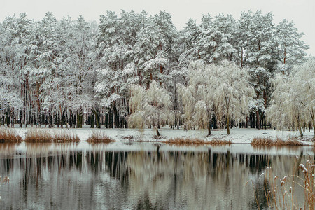冬天有湖的雪林图片