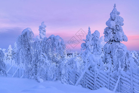芬兰拉普兰山坡上的雪树图片