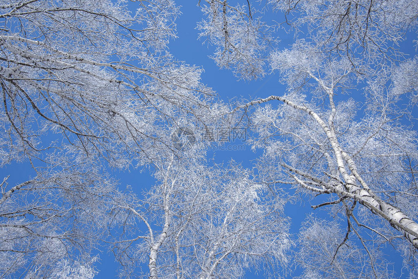 在蓝色的冬季天空背景下图片