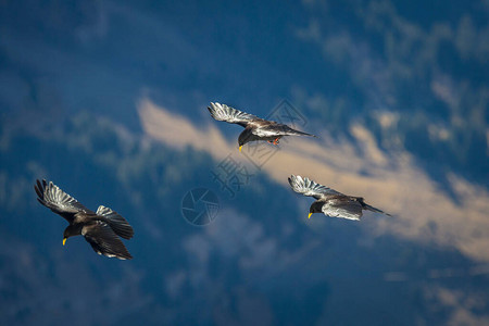 一群鸟儿在空中飞翔图片