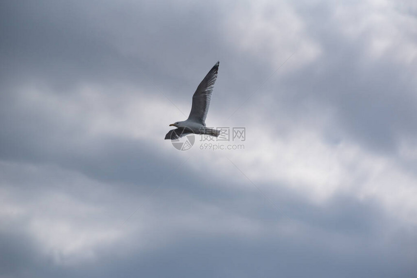 一只海鸥在暴风雨的天空中飞翔图片