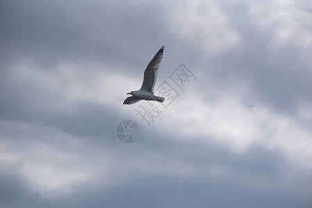 一只海鸥在暴风雨的天空中飞翔图片