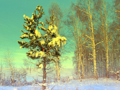美丽的冬季景观松树覆盖着雪图片