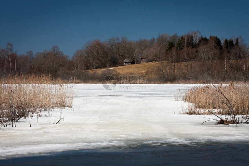 结冰的湖面上的芦苇图片