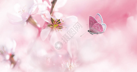 春晨粉红花杏仁和蝴蝶飞翔图片