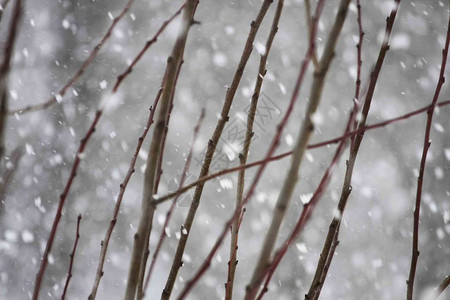 降雪中树枝的特写视图图片