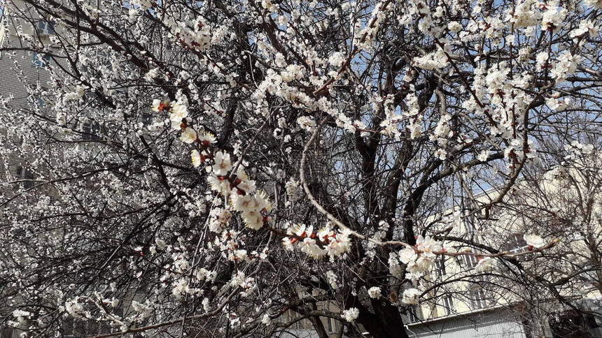 春天来了花草树木开花了图片