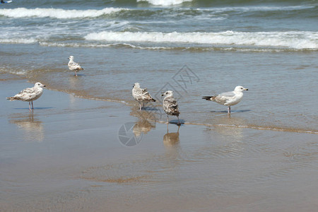 海鸥在海滩自然风景图片