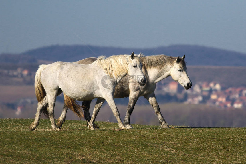 两匹白马在草地上行走图片