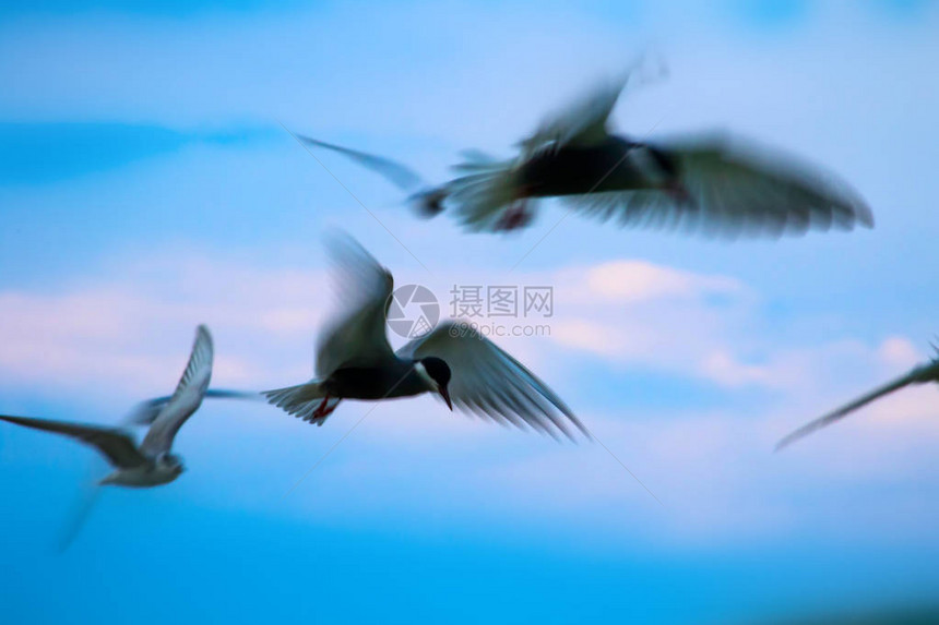 会飞的燕鸥蓝天白云背景图片
