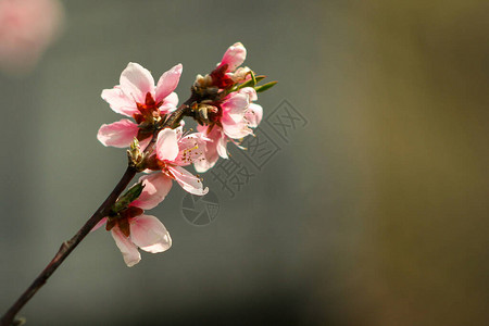 与桃花的自然背景春天花园里的桃花桃枝开有背景图片