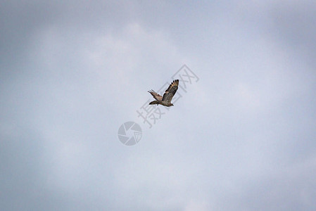 猎鹰在风雨如磐的天空中翱翔图片