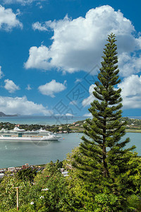 俯视圣克罗伊港的一棵壁树其背图片