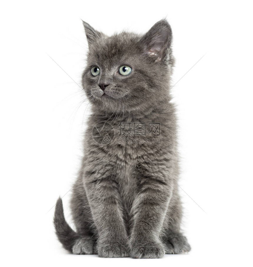 英国小灰猫Shorthair坐着图片