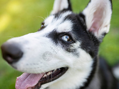蓝眼睛的西伯利亚哈士奇小狗图片