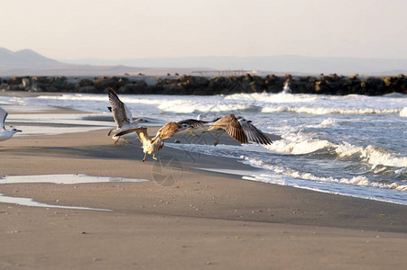 海浪和飞翔的海鸥图片