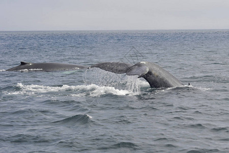 有海浪和蓝天的白鲸背景图片
