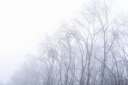 无叶的冬树冠在雾中几乎图片