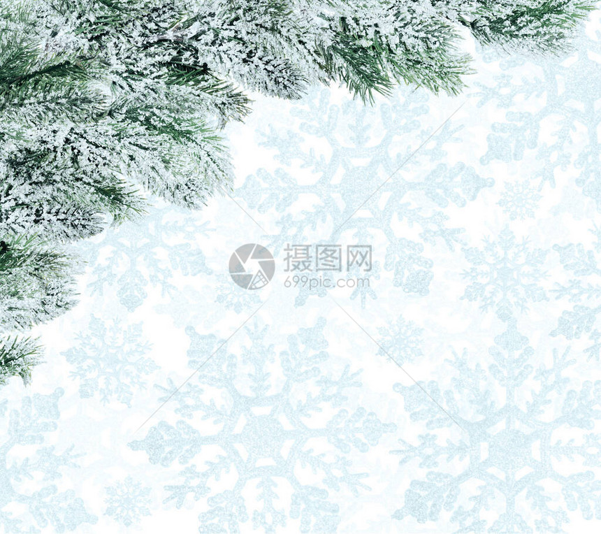蓝雪花背景下雪中的松树枝上图片
