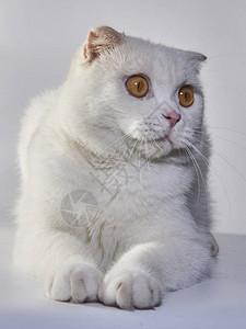 可爱的英国短发小白猫图片