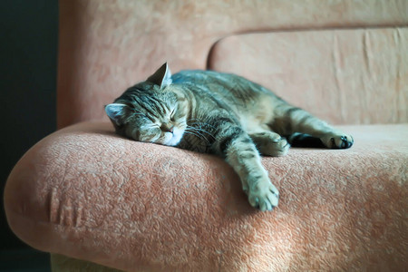 英国猫依偎在沙发上睡觉图片