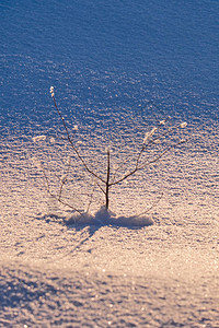 雪地里的树枝自然的冬天背景图片