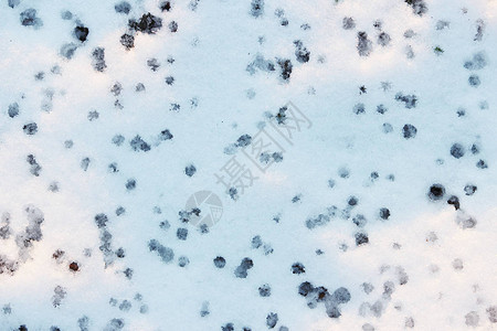 解冻时桦树下白雪上的水滴纹理痕迹图片