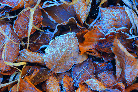 冷冻的秋叶在盐霜图片