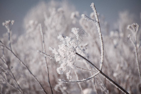冬天的霜天白霜里的草被雪覆盖了图片