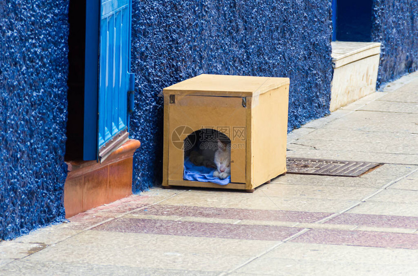 猫睡在一个木盒子里门在蓝色图片