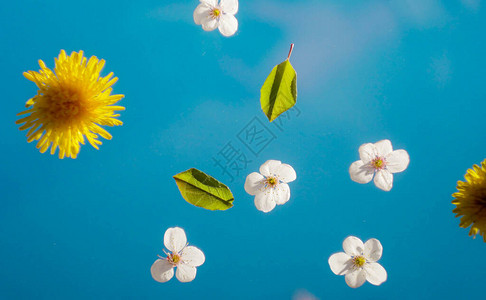 蓝底的花朵图案樱花和黄花图片
